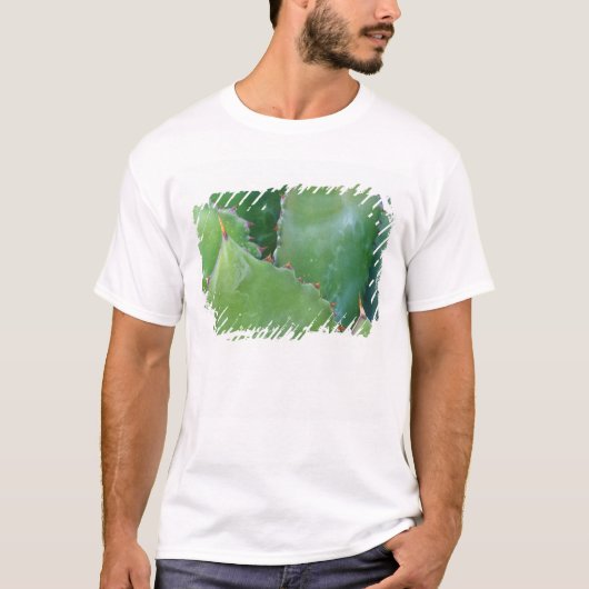 北米,アメリカ,アリゾナ州,ツーソン,ソノラ砂漠 Tシャツ (正面)