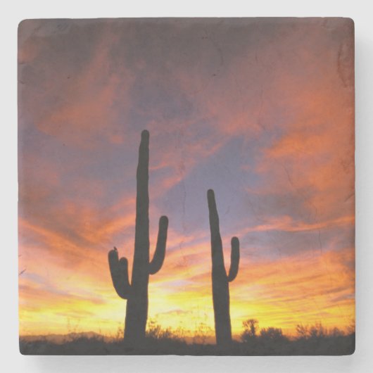 北米、アメリカ、アリゾナ、ソノラン砂漠。 ストーンコースター (正面)