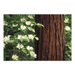 北米,アメリカ,カリフォルニア州,ヨセミテ フォトプリント           
