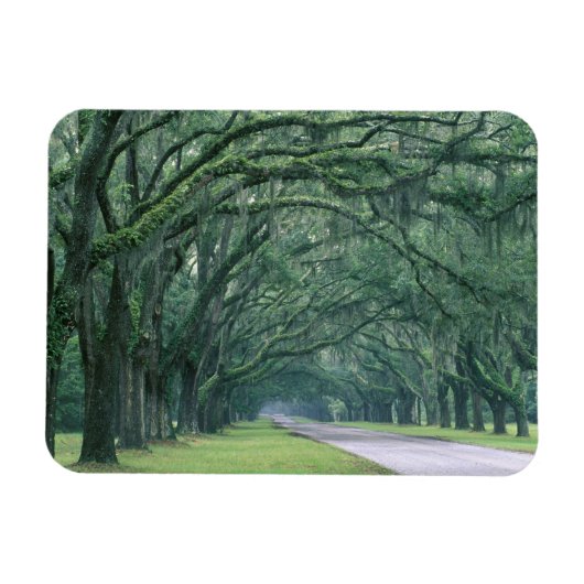 北米、アメリカ、ジョージア、サバンナ、 マグネット (横)