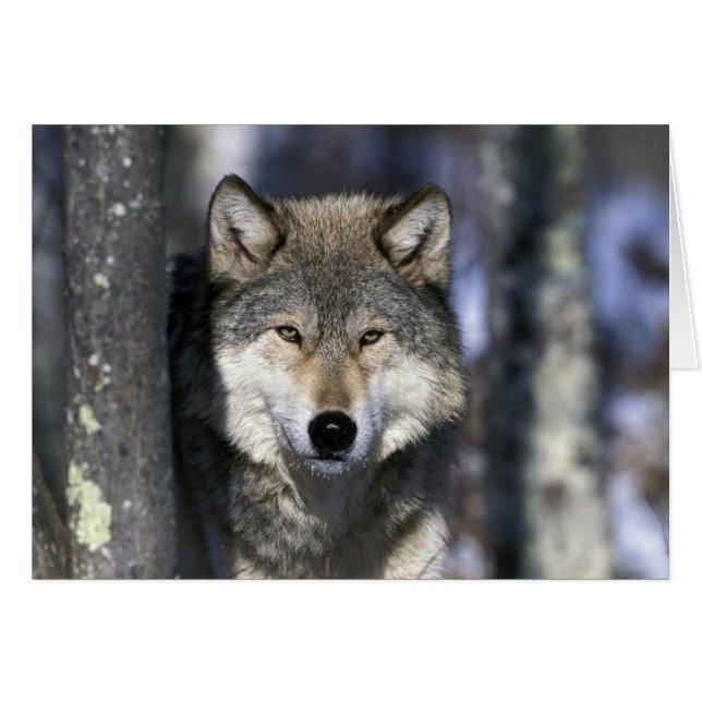 北米,アメリカ,ミネソタ州。オオカミ Canis (正面横)