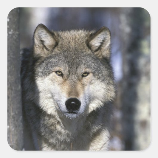 北米,アメリカ,ミネソタ州。オオカミ Canis スクエアシール (正面)
