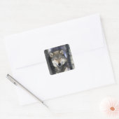 北米,アメリカ,ミネソタ州。オオカミ Canis スクエアシール (封筒)