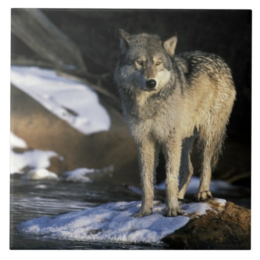 北米,アメリカ,ミネソタ州。オオカミ(Canis タイル (正面)