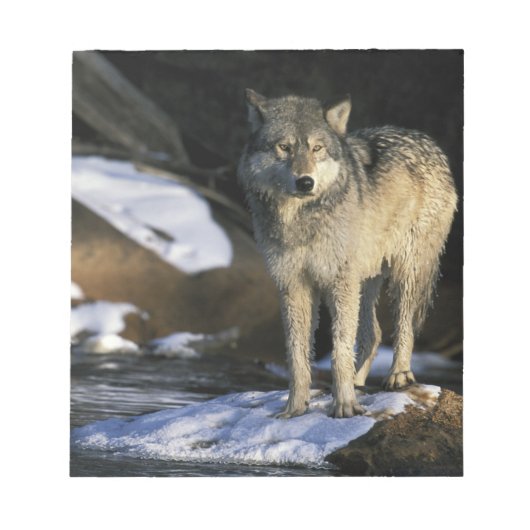 北米,アメリカ,ミネソタ州。オオカミ(Canis ノートパッド (正面)