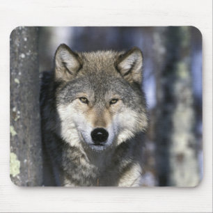 北米,アメリカ,ミネソタ州。オオカミ Canis マウスパッド