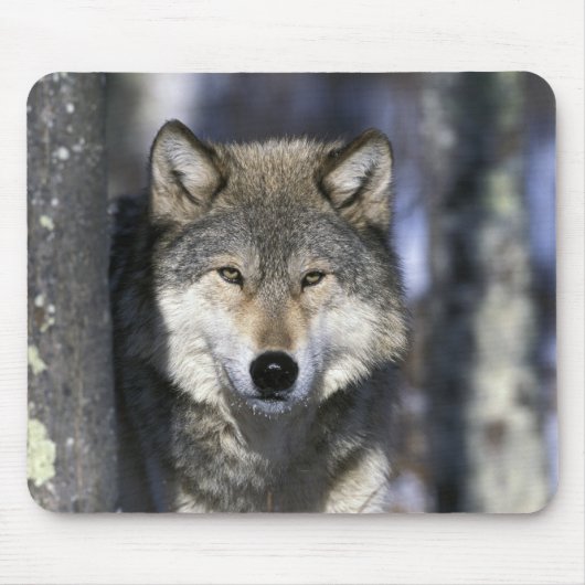 北米,アメリカ,ミネソタ州。オオカミ Canis マウスパッド (正面)