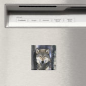 北米,アメリカ,ミネソタ州。オオカミ Canis マグネット (インサイチュ (食洗機))