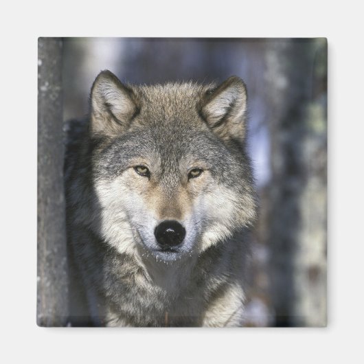 北米,アメリカ,ミネソタ州。オオカミ Canis マグネット (正面)