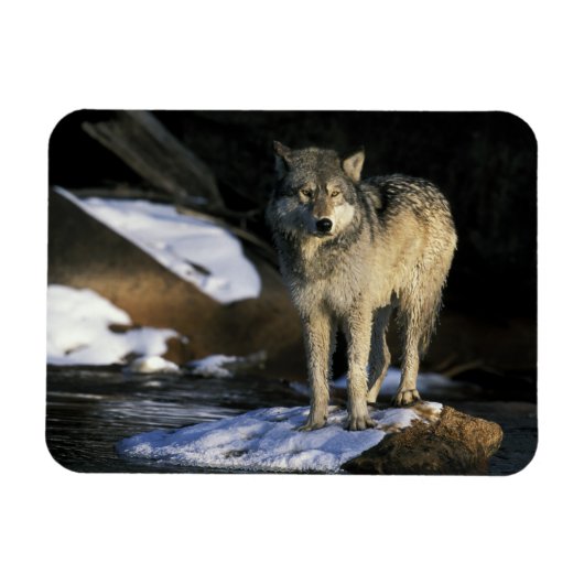 北米,アメリカ,ミネソタ州。オオカミ(Canis マグネット (横)