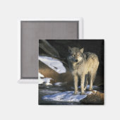 北米,アメリカ,ミネソタ州。オオカミ(Canis マグネット (正面/裏面)