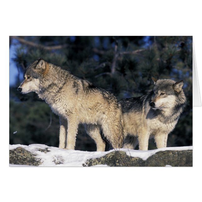 北米,アメリカ,ミネソタ州。オオカミ Canis 2 (正面横)