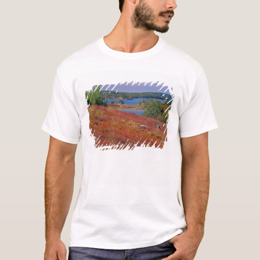 北米, アメリカ, メイン州。ブルーベリー・バレンス Tシャツ (正面)