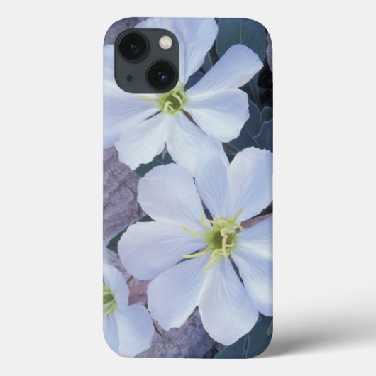 北米,アメリカ,ユタ州,アーチーズ国立公園,月見草 Case-Mate iPhoneケース (裏面)
