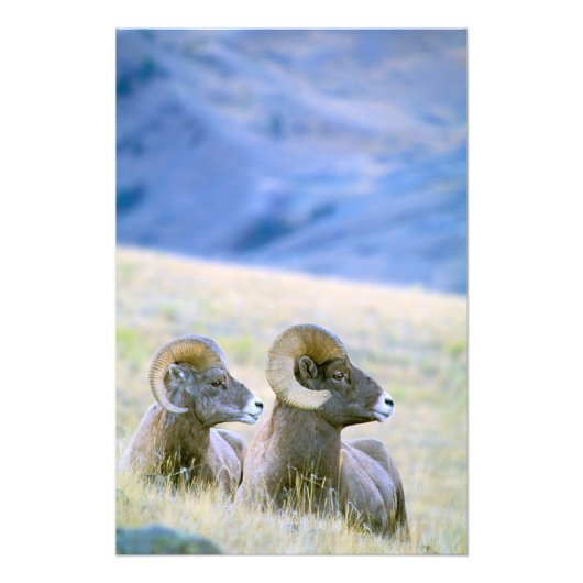 北米，アメリカ，ワイオミング，イエローストーン2 フォトプリント            (正面)