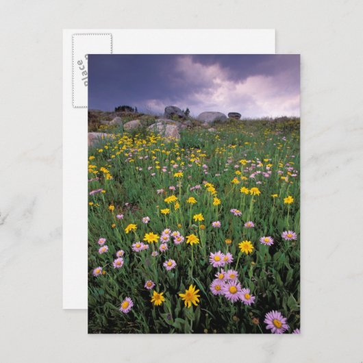 北米,アメリカ,ワイオミング,イエローストーン2 ポストカード (正面/裏面)