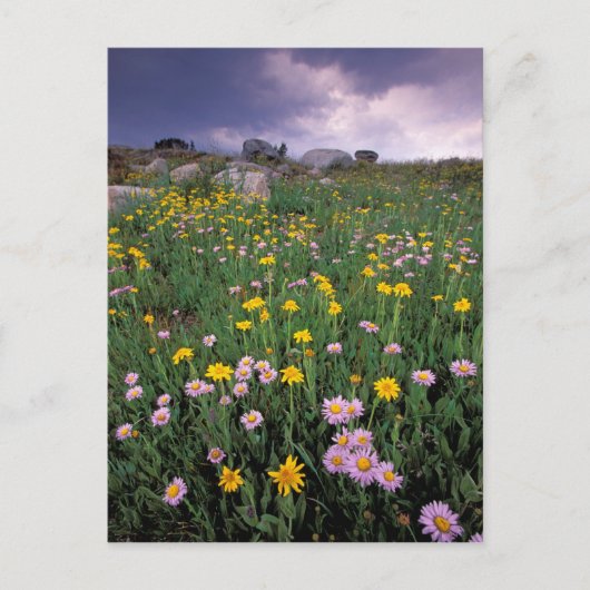 北米,アメリカ,ワイオミング,イエローストーン2 ポストカード (正面)