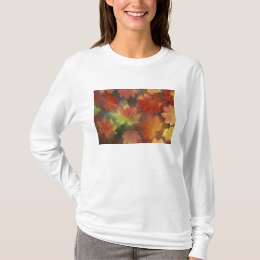 北米,アメリカ,ワシントン州,イサクア,ビンメイプル Tシャツ (正面)
