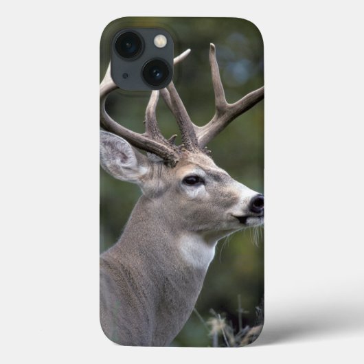 北米, アメリカ, ワシントン州, オジロジカ, Case-Mate iPhoneケース (裏面)