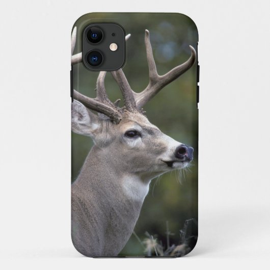 北米,アメリカ,ワシントン州,オジロジカ Case-Mate iPhoneケース (裏面)