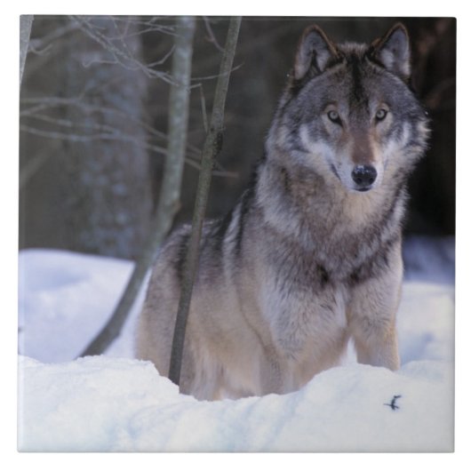 北米、カナダ、カナダ東部、グレーウルフ タイル (正面)