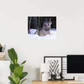 北米、カナダ、カナダ東部、グレーウルフ ポスター (ホームオフィス)