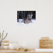 北米、カナダ、カナダ東部、グレーウルフ ポスター (キッチン)