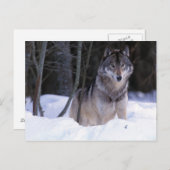 北米、カナダ、カナダ東部、グレーウルフ ポストカード (正面/裏面)