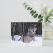 北米、カナダ、カナダ東部、グレーウルフ ポストカード (スタンド正面)