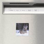 北米、カナダ、カナダ東部、グレーウルフ マグネット (インサイチュ (食洗機))