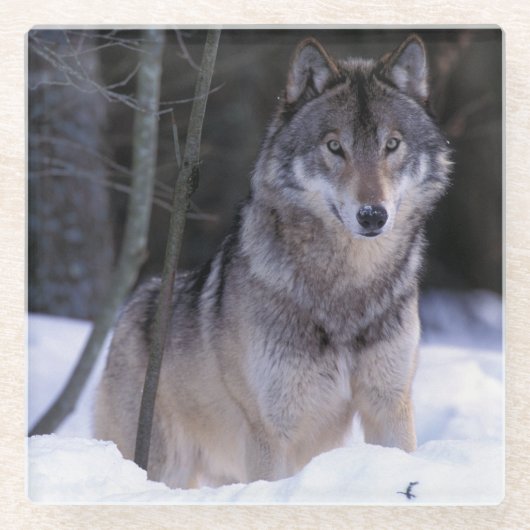 北米、カナダ、カナダ東部、タイリクオオカミ ガラスコースター (正面)