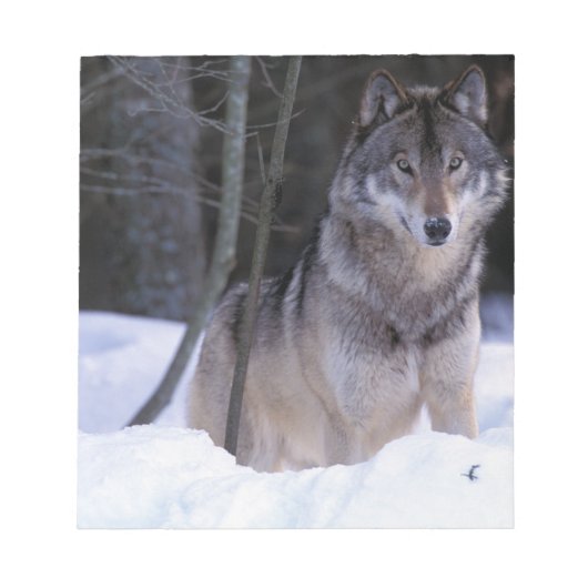 北米、カナダ、カナダ東部、タイリクオオカミ ノートパッド (正面)