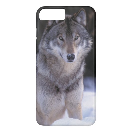 北米、カナダ、カナダ東部、タイリクオオカミ Case-Mate iPhoneケース (裏面)