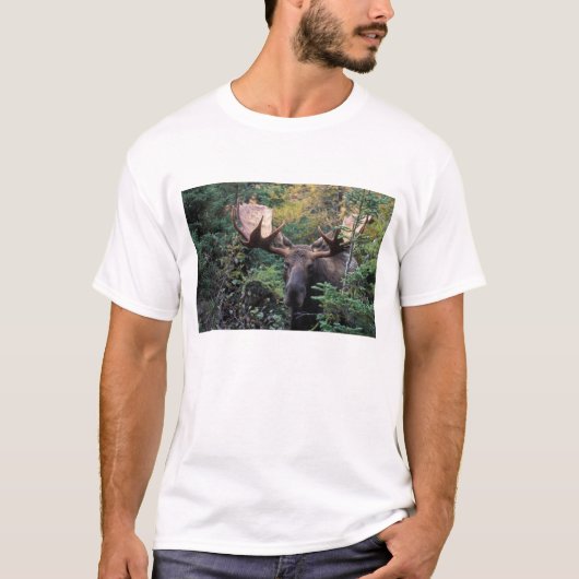 北米, カナダ, ノバスコシア州, ケープブレトン Tシャツ (正面)