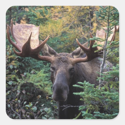 北米、カナダ、ノバスコシア、ブレトン岬 スクエアシール (正面)