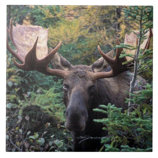 北米、カナダ、ノバスコシア、ブレトン岬 タイル (正面)