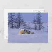 北米、カナダ、マニトバ、チャーチル ポストカード (正面/裏面)