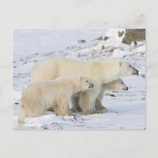 北米、カナダ、マニトバ、チャーチル ポストカード (正面)