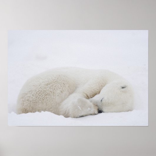 北米、カナダ、マニトバ、チャーチル。3 ポスター (正面)