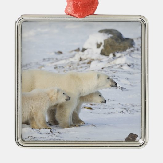 北米、カナダ、マニトバ、チャーチル。4 メタルオーナメント (正面)