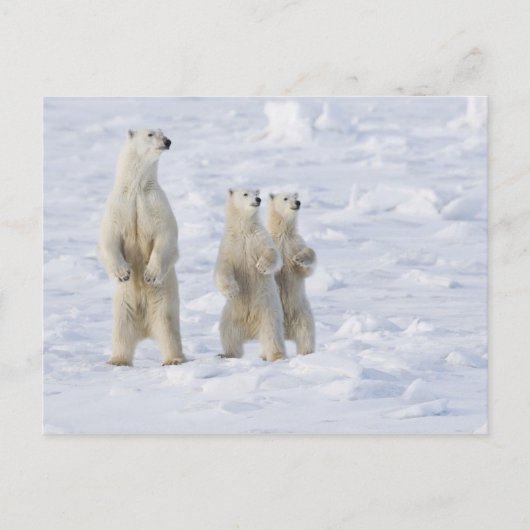 北米、カナダ、マニトバ、チャーチル。5 ポストカード (正面)