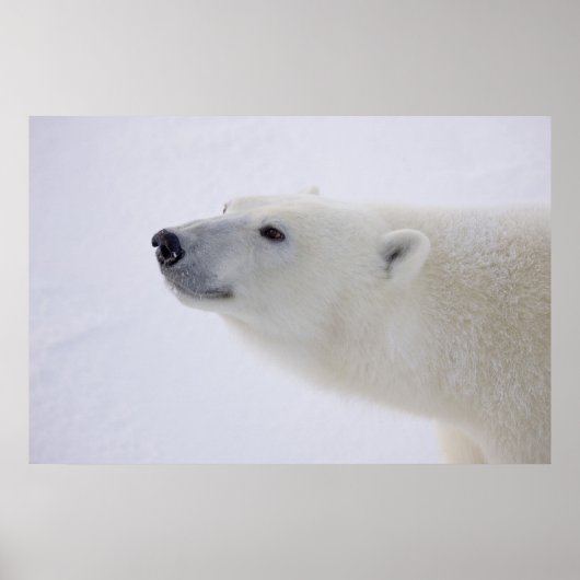 北米、カナダ、マニトバ、チャーチル。7 ポスター (正面)