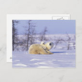 北米、カナダ、マニトバ、チャーチル。9 ポストカード (正面/裏面)