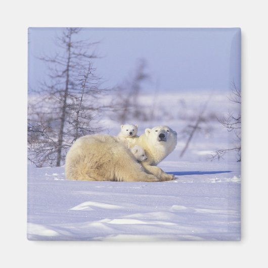 北米、カナダ、マニトバ、チャーチル。9 マグネット (正面)