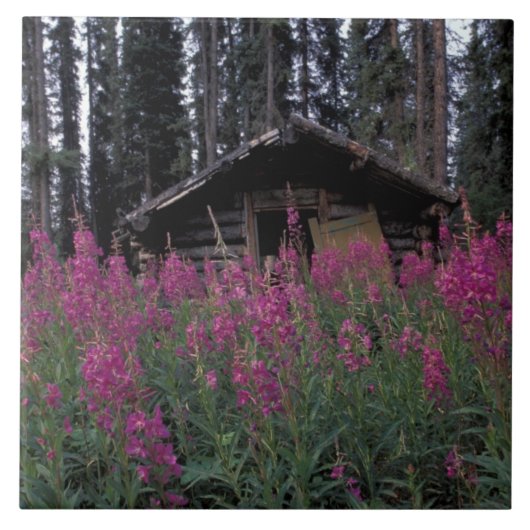 北米、カナダ、ユーコン。捨てられたトラッパー タイル (正面)