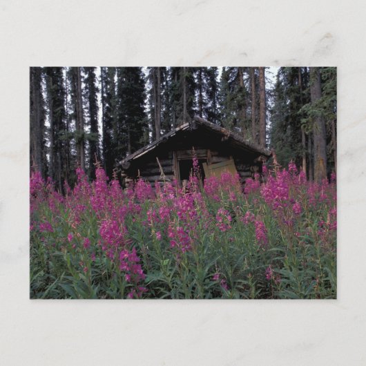 北米、カナダ、ユーコン。捨てられたトラッパー ポストカード (正面)