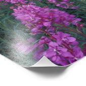 北米、カナダ、ユーコン。Fireweed開花 フォトプリント (角)