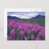 北米、カナダ、ユーコン。Fireweed開花 ポストカード (正面/裏面)