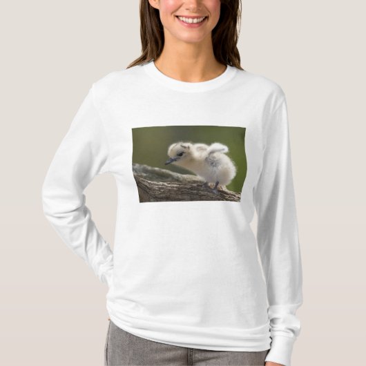 北米,ハワイ北西諸島,2 Tシャツ (正面)