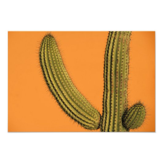 北米、メキシコ、バハカリフォルニア、カボ フォトプリント            (正面)